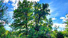 Mieszkańcy Zatorza bronią 150-letnich dębów przed zabudową Mieszkańcy Zatorza bronią 150-letnich dębów przed zabudową